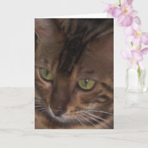 Bengal Kat - Wenskaart Kaart