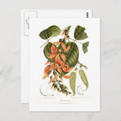 Bengal Kino Briefkaart (Voorkant / Achterkant)