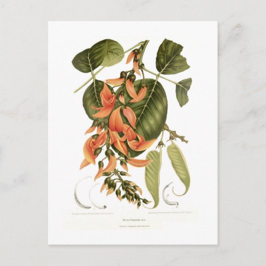 Bengal Kino Briefkaart (Voorkant)