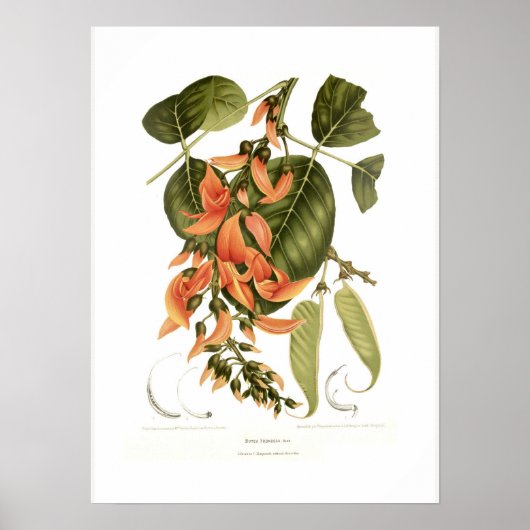 Bengal kino poster (Voorkant)