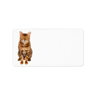 Bengal Kitten-adreslabel. Etiket