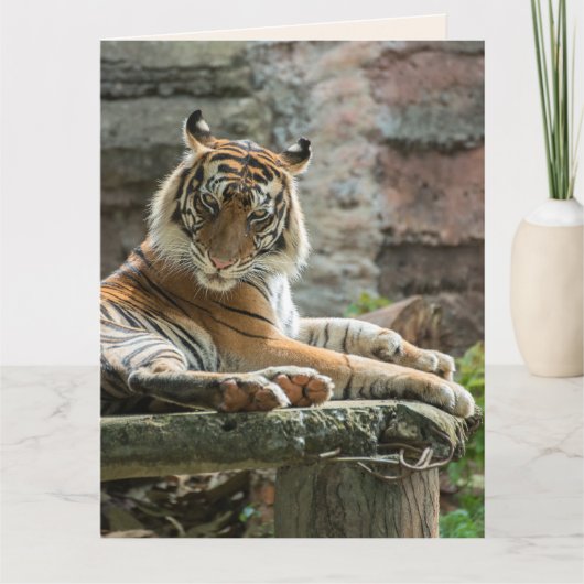 BENGAL TIGER BEAUTIFUL ANNIVERSAIRE Carte de voeux (Devant)
