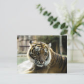 Bengal Tiger Briefkaart (Staand voorkant)