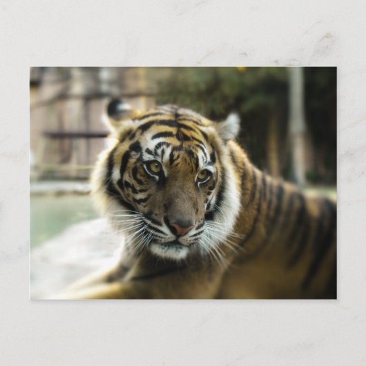 Bengal Tiger Briefkaart (Voorkant)