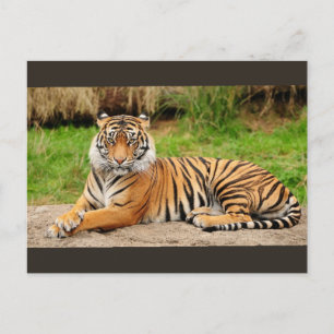 Bengal Tiger Briefkaart