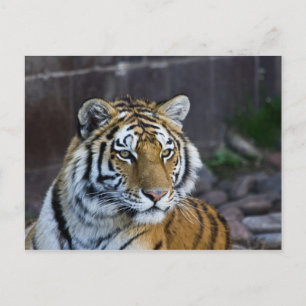 Bengal Tiger Briefkaart