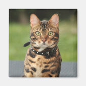 Bengal Tiger Cat Magneet (Voorkant)