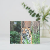 Bengal Tiger, India Briefkaart (Staand voorkant)
