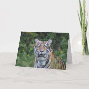 Bengal Tiger Kaart