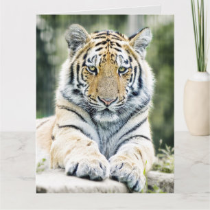 BENGAL TIGER KUNST VERJAARDAGSKAART EXTRA GROOT KAART