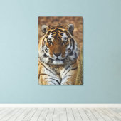 Bengal Tiger, Panthera tigris, Louisville Zoo Canvas Afdruk (Insitu (Houten vloer))