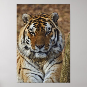 Bengal Tiger, Panthera tigris, Louisville Zoo Poster