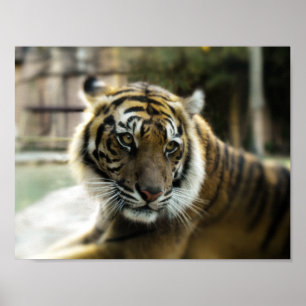Bengal Tiger Poster
