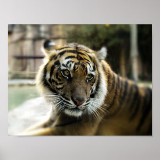 Bengal Tiger Poster (Voorkant)