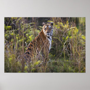 Bengal tijgerin in hoog gras, probeert te jagen, poster