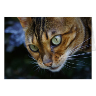 Bengale kat close-up