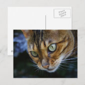 Bengale kat close-up briefkaart (Voorkant / Achterkant)