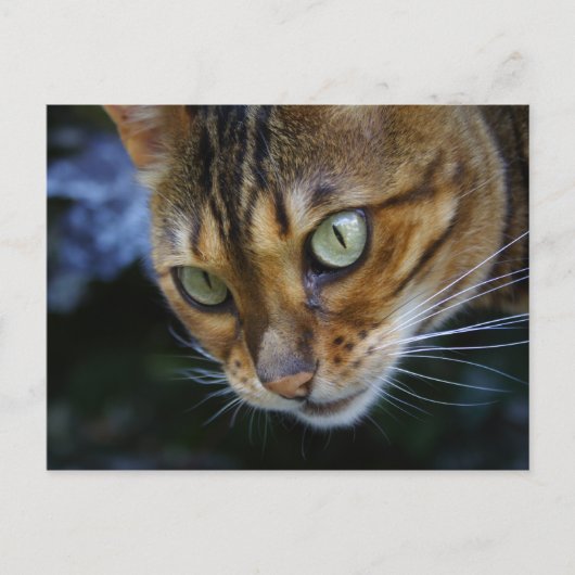 Bengale kat close-up briefkaart (Voorkant)