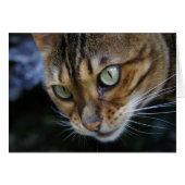 Bengale magnifique chat (Devant horizontal)