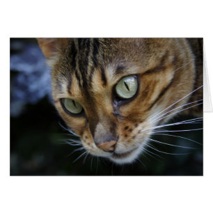 Bengale magnifique chat