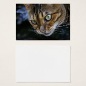 Bengale magnifique chat (Devant & derrière)