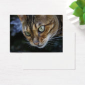 Bengale magnifique chat (Bureau)