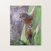 Bengale Tiger Puzzle (Vertical)