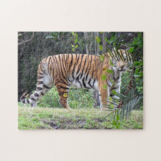 Bengale Tiger Puzzle (Horizontal)