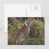 Bengale tijger in groot gras, die probeert te jage briefkaart (Voorkant / Achterkant)
