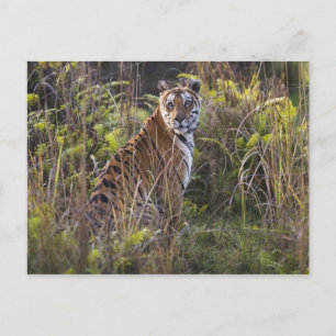 Bengale tijger in groot gras, die probeert te jage briefkaart