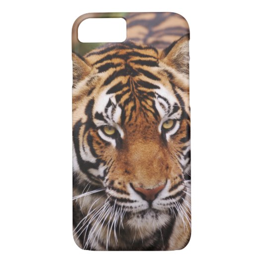 Bengale tijger, Panthera tigris Case-Mate iPhone Case (Achterkant)
