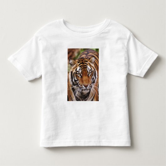 Bengale tijger, Panthera tigris Kinder Shirts (Voorkant)