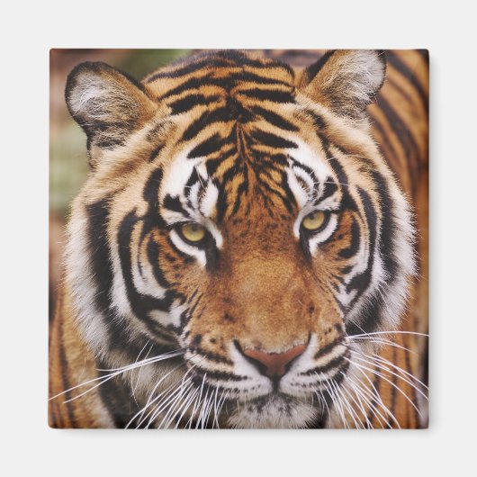 Bengale tijger, Panthera tigris Magneet (Voorkant)