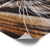 Bengale tijger, Panthera tigris Poster (Hoek)