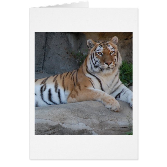 Bengalen (Voorkant)