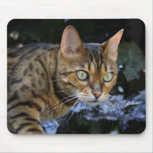 Bengalen van snuitjes muismat