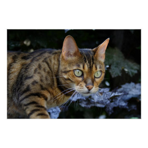 Bengalen van snuitjes perfect poster