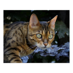 Bengalen van snuitjes perfect poster