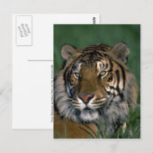 Bengaltijger Briefkaart (Voorkant / Achterkant)