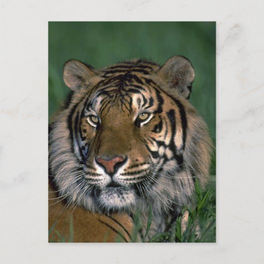 Bengaltijger Briefkaart (Voorkant)