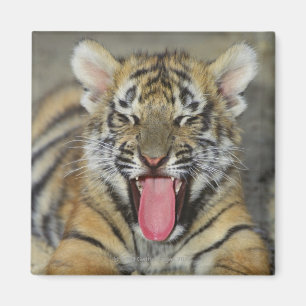 Bengaltijger Magneet