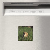 Bengaltijger Magneet (Insitu (Vaatwasser))
