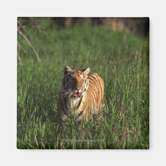 Bengaltijger Magneet (Voorkant)