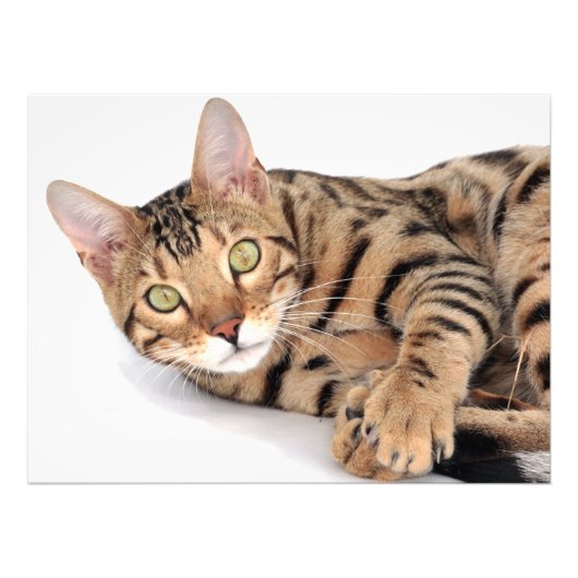 Bengkat ligt neer foto afdruk (Voorkant)