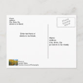 Bennett Printemps Automne Carte postale Pêche (Dos)