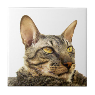 Benson Tile | Tabbypunt Cornish Rex Cat-Tiger Tegeltje