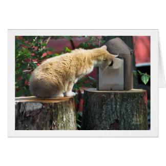 Bent u thuis? vraagt de kat