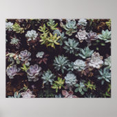 Beoordeling van kleine Succulente Planten Poster (Voorkant)