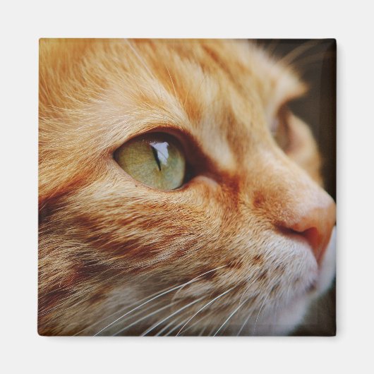 Bepaald gezichtsveld van een gemberkat magneet (Voorkant)