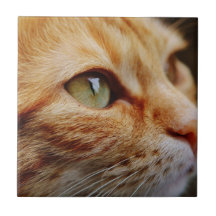 Bepaald gezichtsveld van een gemberkat